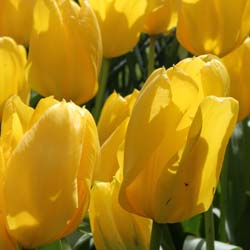 tulipe fosteriana -candela